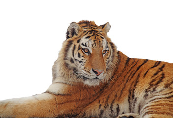 Isolated tiger portrait over white
