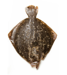 turbot fish isolated on white background