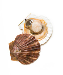 scallop isolated on white background