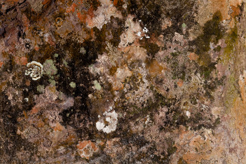 Embossed texture of the brown bark of a tree with green moss and lichen on it