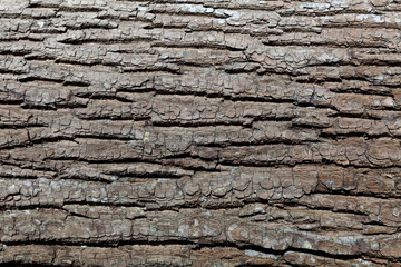 Embossed texture of the bark of tree