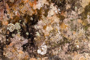 Embossed texture of the brown bark of a tree with green moss and lichen on it