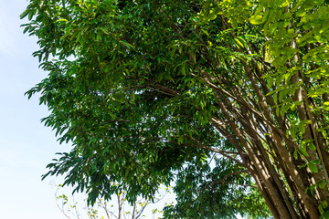 Background of nature