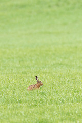 Hare sitting in the grass