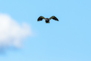 Northern Lapwing bird come flying in the sky