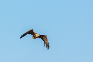 White Tailed eagle flying in the skies