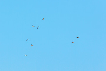 Woodcocks flock flying in the sky