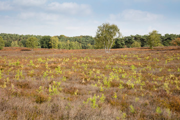 Heideblüte, Westruper Heide,  Naturpark Hohe Mark, Münsterland, Nordrhein-Westfalen, Deutschland, Europa