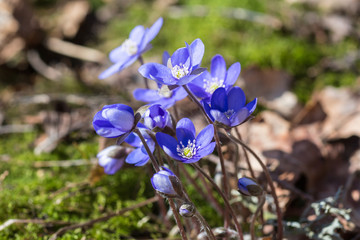 Spring flowers blue anemones that bloom in spring