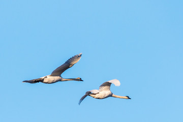 Fototapeta premium Pair of Mute Swans flying