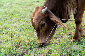 Naklejka na ściany i meble Brown Cow grazing grass on a green meadow in farm.