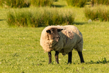 mouton à  tête noire  
