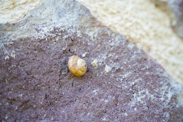 snail standing on the rock