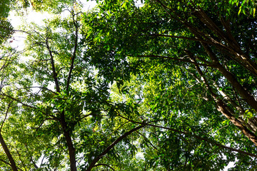 Obraz premium Background of nature