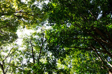 Background of nature