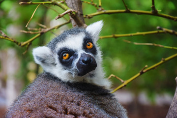 Portrait of a ring tailed Lemur from Madagascar, in the Biopark of Valencia (Spain). 