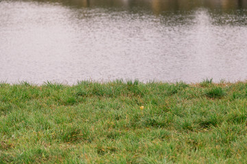 Grassy shore of the lake, on a cloudy day, autumn weather.