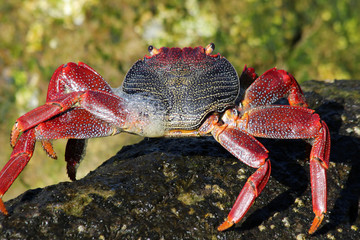 rote_Klippenkrabbe