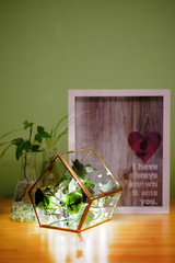 DIY home decoration plants, terrarium