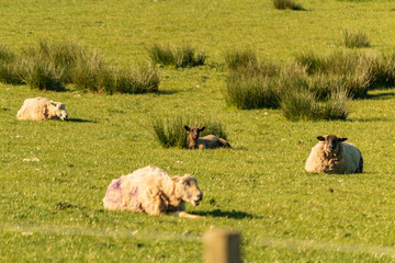 moutons dans un pré 