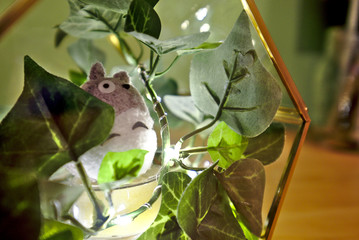 DIY home decoration plants, terrarium