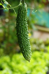 Bitter melon hanging on the tree in the garden