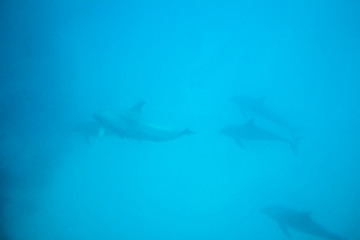 Beautiful dolphins floating under the sea water background