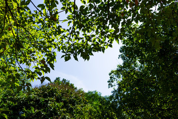 Background of nature