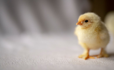 Cute yellow chick alone