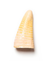 Overhead view of bamboo shoots isolated on white background.