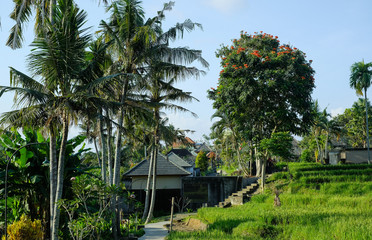 Fototapeta na wymiar Jungle of palm trees in tropical Ubud, Bali, Indonesia 