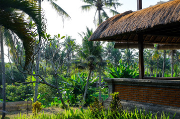 Jungle of palm trees in tropical Ubud, Bali, Indonesia 