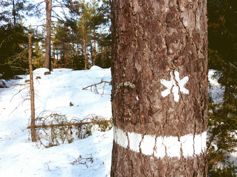 Walking trail in a National Park in Sweden 
