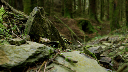 Woodland floor with rocks