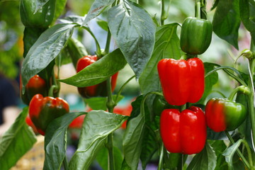 red and green bell pepper on the tree in the garden