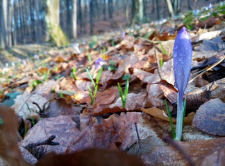 spring blossoms in forest