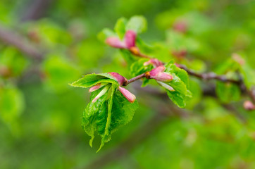 tilia red flower in the garden