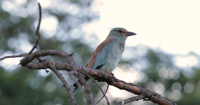 bird "racket-tailed roller" on a branch, kruger park, south africa