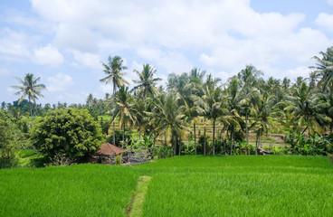 Rice fields in Bali, Indonesia
