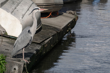 heron on the boat