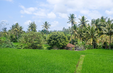 Obraz premium Rice fields in Bali, Indonesia