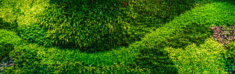 Panorama of decorative green wall plants and leaves, providing oxygen in office