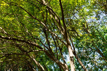 Background of nature