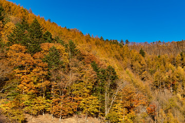  南相木ダムの紅葉