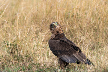 Obraz premium A tawny eagle sitting on the ground in the vast grasslands of Masai mara National Park during a wildlife safari