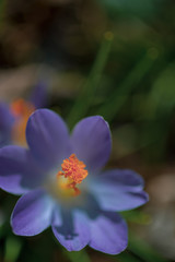 Springtime, close up of saffron flowers on natural backgroung