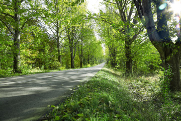 Obraz premium Spring road and free space for your decoration. 