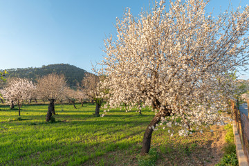 MandelBluete Mallorca 2019
