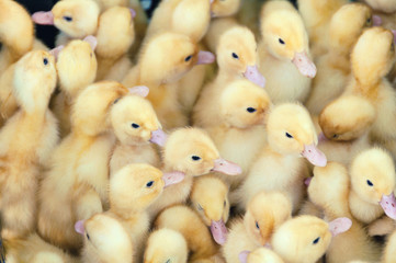 Group of yellow clean baby ducks in the box
