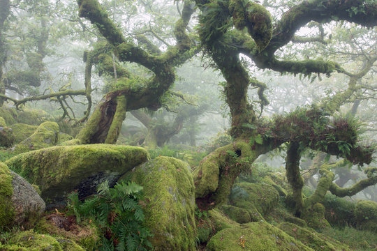 Wistmans wood Dartmoor National Park Devon Uk
